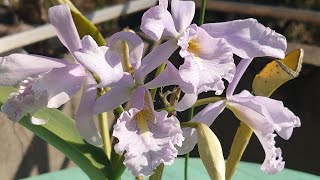 Cattleya maxima var coerulea  Alexandra [upl. by Hessler161]