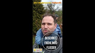 Beschnitt Schmetterlingsflieder im Frühjahr  Sommerflieder beschneiden [upl. by Eelibuj]