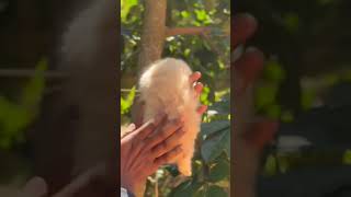 kittens Kerala more details pm 8605750895kittten kittten kerala trendingvideo viralshort [upl. by Socem]