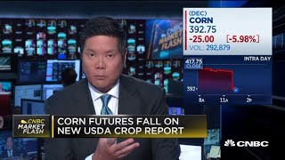 Corn futures fall after new USDA crop report [upl. by Yaffit]