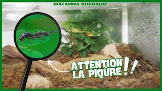 Un écosystème complet pour fourmis chasseuses DIACAMMA RUGOSUM [upl. by Yecnuahc]