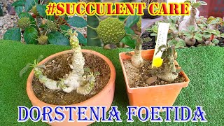 How to care for Dorstenia foetida  डोरस्टेनिया फोएटिडा की देखभाल कैसे करें [upl. by Selby699]