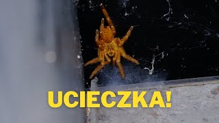 UCIECZKA SAMICY USAMBARA Odbieramy 4 kokony 🤯 ARACHNOHOBBIA [upl. by Clarance]