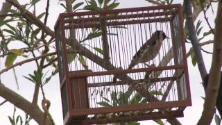 Canto de Jilguero en el campo  Silvestrismo HD [upl. by Liban838]