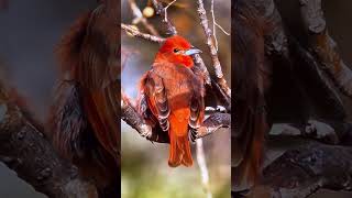 A lovely Hepatic tanager bird [upl. by Snave]