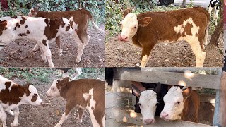 SUT EMDI SIMMENTAL BUZOQLAR K SONI KAM😲🏃📞 998 909409110 [upl. by Yadsendew]