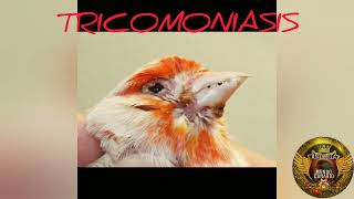 canarios TRICOMONIASIS 🤨 Síntomas y tratamiento 👍 [upl. by Akem38]