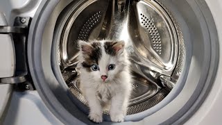 Experiment  Little Kitty  in a Washing Machine [upl. by Petronilla]