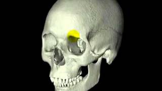 Anatomie Schädel 111 Grobe Übersicht [upl. by Hosbein801]