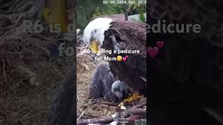 Dade County Eagle Nest Cam  R6 amp Rose🦅💕 miamidadecounty [upl. by Melc]