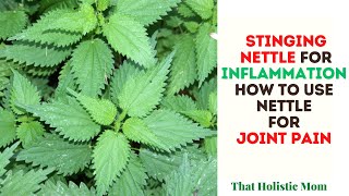 How To Use Nettle For Joint Pain Stinging nettle root for inflammation [upl. by Scibert385]