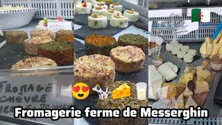 Oran Saddikia Fromagerie ferme de Messerghin [upl. by Kano915]