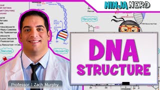 Cell Biology  DNA Structure amp Organization 🧬 [upl. by Ahseyn]