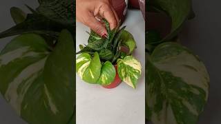 Diy planter 😍shorts garden plant houseplants shortsfeed [upl. by Tdnarb]