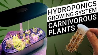 Easy grow Carnivorous plants with Hydroponics Growing System  LetPot LPHSE unboxing and setup [upl. by Noswal]