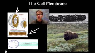 The Cell Membrane [upl. by Niwri]