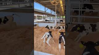 farming dairytechnology dairyfarming dairytechnology cow cargill provimi [upl. by Devin]