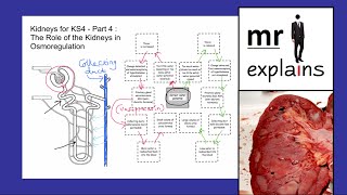 mr i explains Kidneys for KS4  Part 4 The Role of Kidneys in Osmoregulation [upl. by Ahsener]