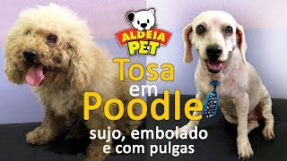 TRANSFORMAÇÃOTosa em Poodle Sujo Embolado e Com Pulgas [upl. by Yert]