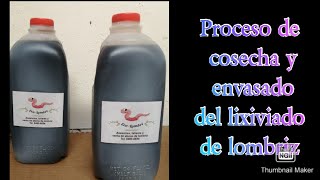 PROCESO DE COSECHA DE LIXIVIADO DE LOMBRIZ [upl. by Anoblav667]