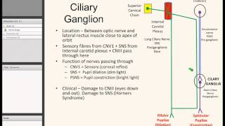 Sensory vs Autonomic Ganglia Presentation [upl. by Oranneg30]