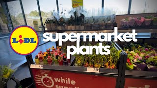 LiDL Supermarket Plant Finds  Grocery Store Houseplant Shopping March 2022 [upl. by Enale]