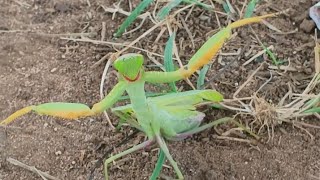 Epic Battle Praying Mantis vs Me in My Farming Premises [upl. by Denman]