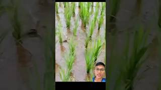 Fishing in the rice fields fishing [upl. by Erot]