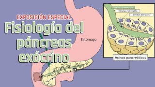 Fisiología del páncreas exocrino l EXPOSICIÓN ESPECIAL con invitado especial de la BUAP [upl. by Islean667]