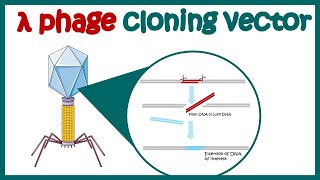 Lambda phage vector  lambda cloning vector  What are the advantages of lambda phage vector [upl. by Suilienroc]