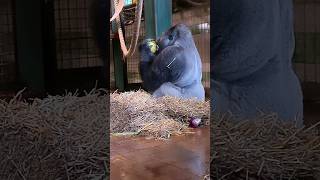 Silverback gorilla eating watermelon silverback gorilla gorilla eating asmr [upl. by Sille]