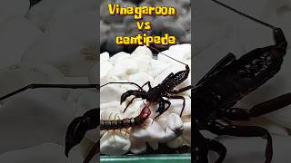 Vinegaroon vs centipede  Uropygi vs Scolopendra [upl. by Assilem]