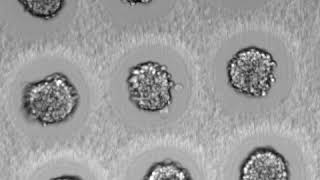 Reproducible spheroid formation 2  hydrogel wells using PRIMO [upl. by Doy]