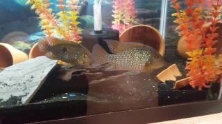 Breeding pair of Geophagus Brasiliensis [upl. by Onitselec667]