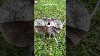 Frilled Neck Lizard shorts shortvideo [upl. by Cyndi883]