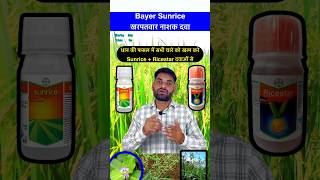 धान के सभी चारे खत्म Bayer Sunrice और Ricestar से dhan shorts youtubeshorts agriculture paddy [upl. by Palumbo]