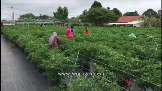 Ladang Cili Fertigasi di Segamat Johor [upl. by Eloken]