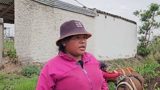 Una familia de la comunidad Quinchuqui realiza trabajos de arado de los terrenos con caballos [upl. by Odnarb358]