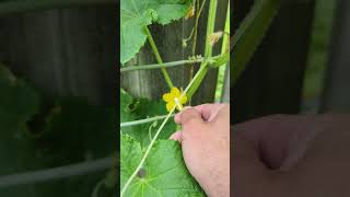 Pollinating your Cucumbers shorts veggiegarden vegetablegarden gardening cucumber cucumbers [upl. by Oile]