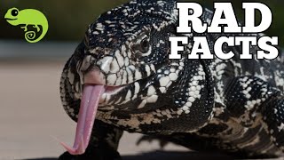 Argentine Tegus  21 Stinkin Rad Facts [upl. by Eleik]