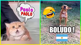 Animales Graciosos Que Hablan 😂 Parte 2 [upl. by Shaer]