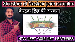 Structure of Nuclear pore complex  structure of nucleus  Nucleopore complex in hindi Neet biology [upl. by Elvie943]