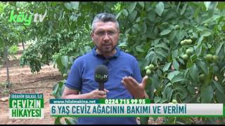 6 Yaş Ceviz Ağıcının Bakımı Beslenmesi ve Verimi [upl. by Enaasiali140]