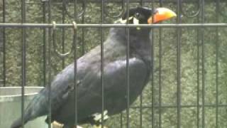 Julius The Talking Mynah [upl. by Centeno]