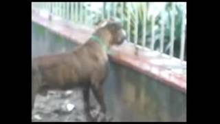 Raça Dogue Brasileiro Nosso BullBoxer BR [upl. by Bergh]