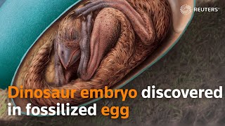 Dinosaur embryo discovered in fossilized egg [upl. by Adela487]