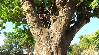 Những siêu phẩm vừa làm cây cảnh cây ăn quả vừa làm bóng mát  super bonsai trees thistle [upl. by Upali924]