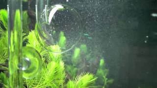 Green Leaf Aquariums GLA  Atomic CO2 Diffusers [upl. by Haleehs]