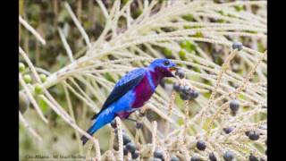 Banded Cotinga  Crejoá  Cotinga Maculata [upl. by Ecyarg420]