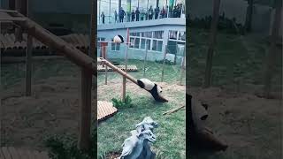 Funny Panda Moments Adorable Fails Compilation 🐼🤣 [upl. by Iram]